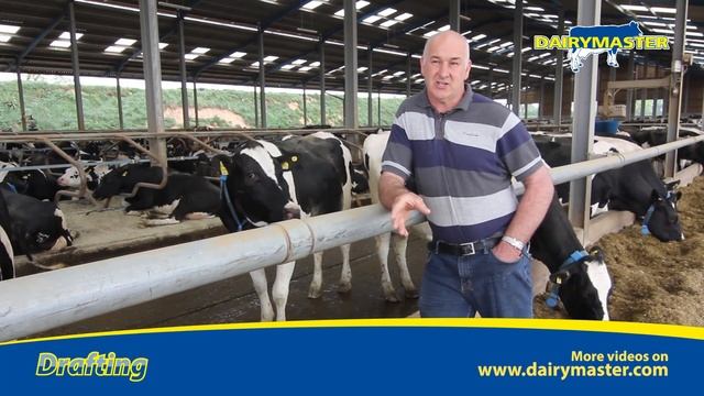 Sort your cows easily with automatic drafting. смотреть онлайн