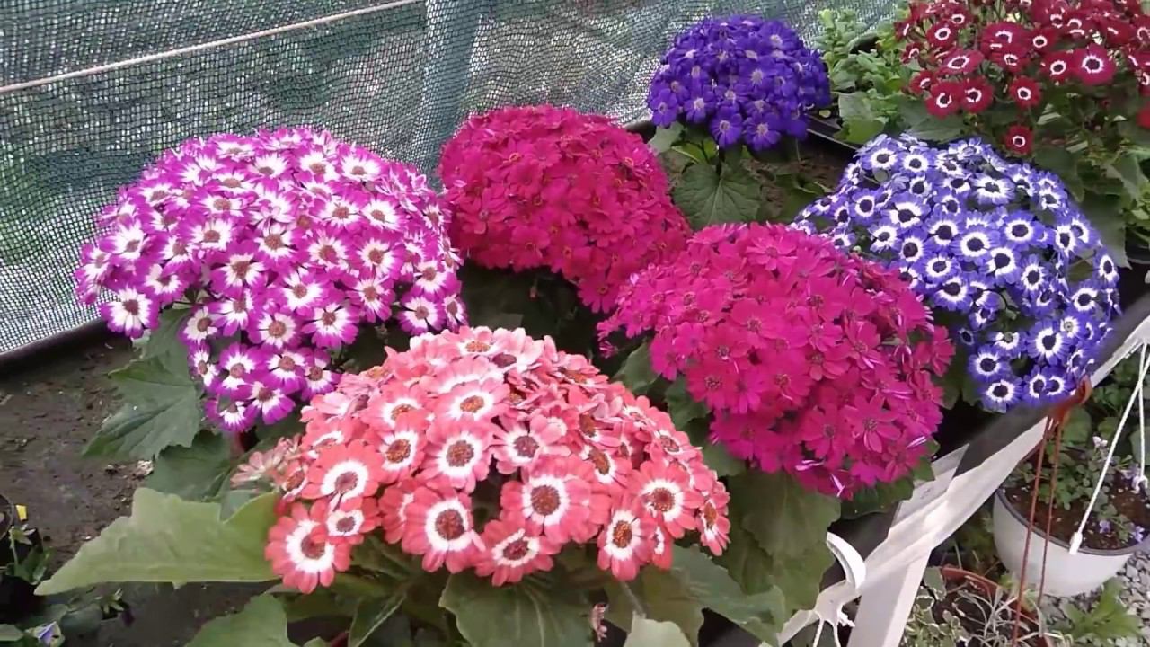 Цинерария гибридная + флорон!