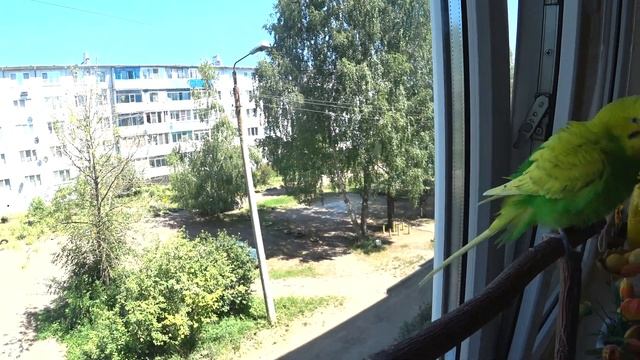 ПОЮЩИЙ ВОЛНИСТЫЙ ПОПУГАЙ▶️ ЗАВЕДЕМ ли ВТОРОГО ПОПУГАЯ? ▶️ПРО УХОД ЗА ПОПУГАЕМ▶️зеленый попугайчик T смотреть онлайн