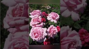 заказ роз Весна 2022г. питомник Мария Харченко