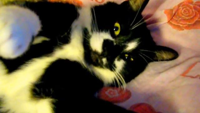 кот спит как человек смотреть онлайн