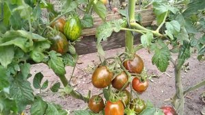 Сорт томата- Супер экзотик