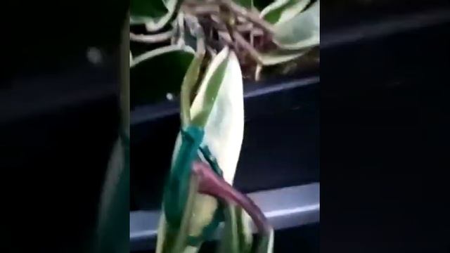 Hoya - carnosa - Krimson Queen - Albomarginata(1) смотреть онлайн