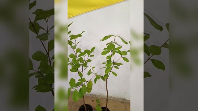 Гуайява Земляничная, или Гуава Кетли, плодоносит дома! Цена 300 гривен! Бронь в вайбер 0996782355 смотреть онлайн