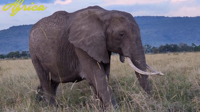4K African Savanna Safari: Spectacular Wildlife on a Serene Adventure | Breathtaking Relaxation Fil смотреть онлайн