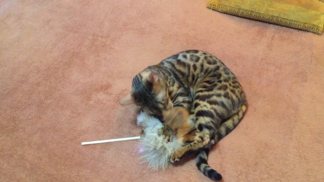 Бенгальский кот, злой) Bengal Cat, Angry)