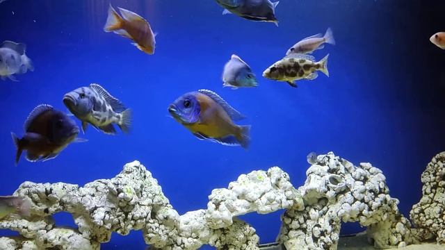 Цихлиды Малави. Красивый аквариум.\ Malawi Cichlids. Beautiful aquarium. смотреть онлайн
