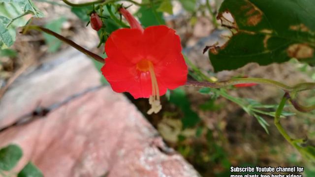 Scarlet Morning Glory, Scarlet creeper • Marathi: लाल पुंगली Lal pungli • Telugu: అడవి కాశి రత్నం смотреть онлайн