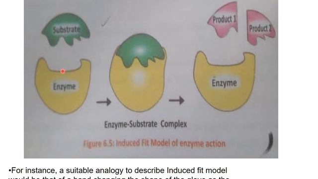 MECHANISM OF ENZYME ACTION | FACTOR AFFECTING ENZYME ACTION | BIOLOGY LECTURES смотреть онлайн