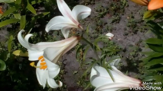 Мои лилии в саду беспрерывного цветения. Октябрь 2017. # мой сад #лилии смотреть онлайн