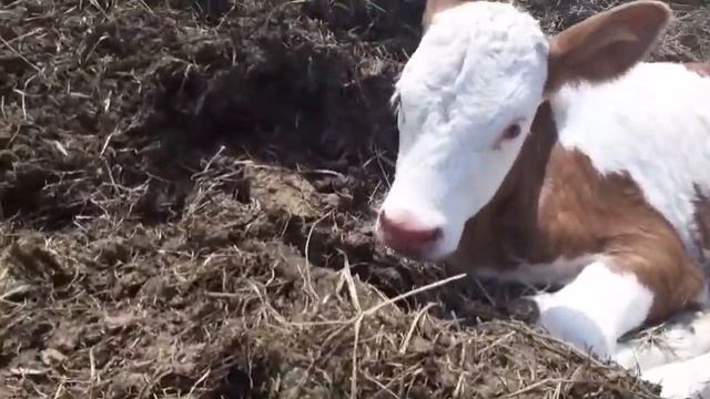 отелилась корова февралька принесла...??? смотреть онлайн