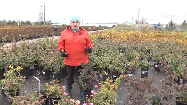Обрезка роз! Обрезка многолетних цветов смотреть онлайн