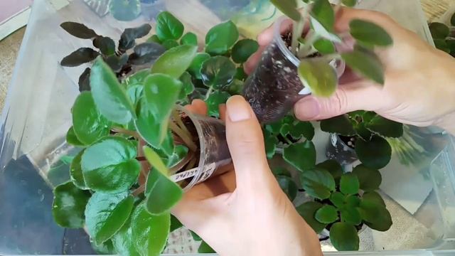 Выращивание деток фиалки. Фиалки у Алисы. смотреть онлайн