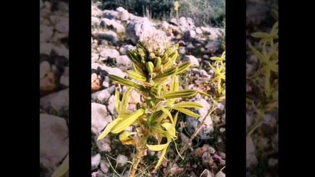 Asphodeline lutea ή Ασφοδελίνη η κίτρινη (ασφόδελος) смотреть онлайн