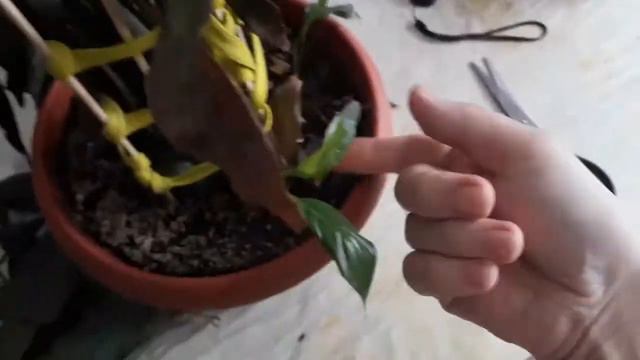 Обрезание в наказание (это юмор такой) смотреть онлайн