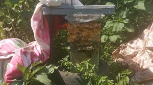 Как опытные пчеловоды уходят от роения на пасеке Один из способов