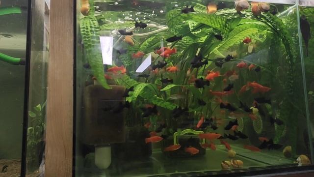 Работаем на разводне и Новое приспособление для инфузории