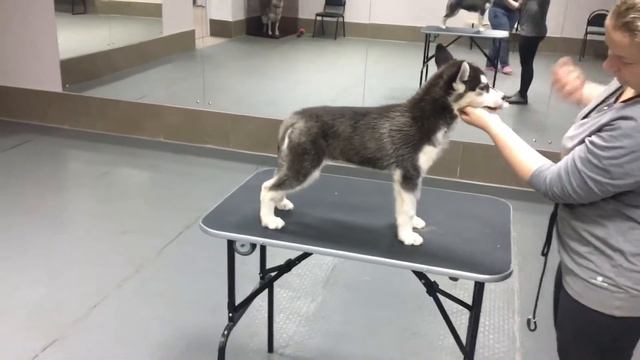 Щенок хаски