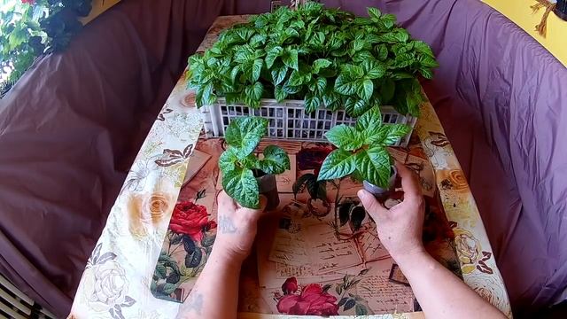 Ошибки при выращивании рассады сверх острых сортов перца смотреть онлайн