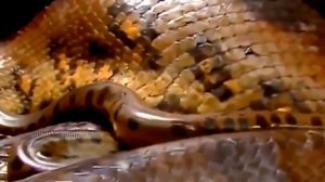 Самая Большая Змея в Мире   Гигантская Анаконда   Самая Большая Змея Питон, когд ИНТЕРЕСНОЕ ВИДЕО