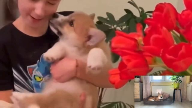 СМОТРЮ СВОИ СТАРЫЕ ВИДЕО! Корги Рокки (говорящая собака) смотреть онлайн
