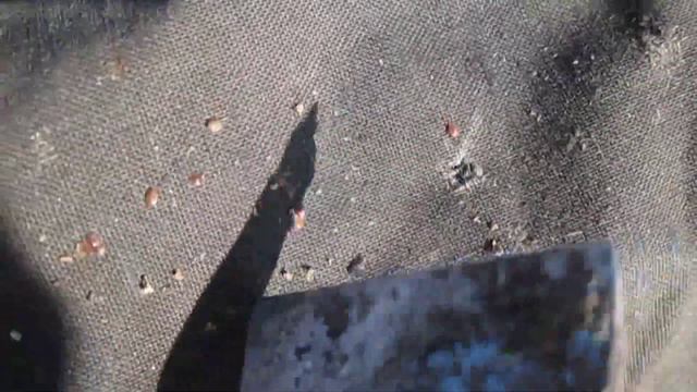 Осыпавшийся клещ. Varroa destructor in the hive after winter смотреть онлайн