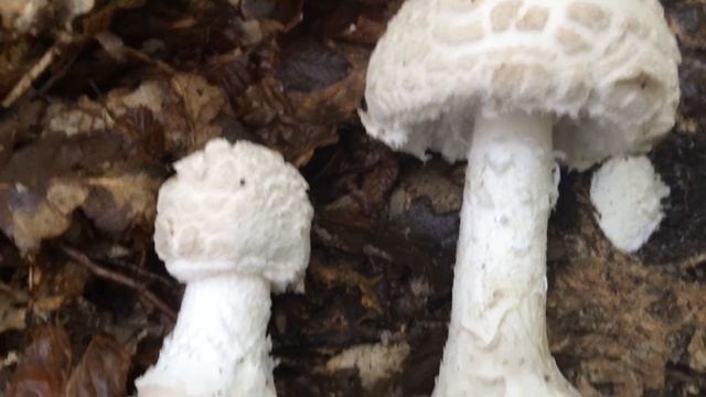 Cafrangos galóca, Amanita strobiliformis, Fransiger Wulstling, Warted amanita смотреть онлайн