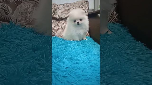 померанский шпиц девочка смотреть онлайн