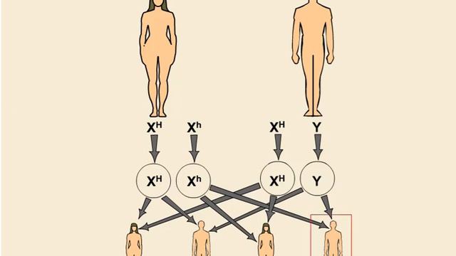 Наследование гемофилии
