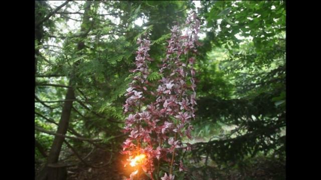 Терновый куст (Неопалимая купина) смотреть онлайн