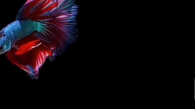 аквариумные рыбки петушки | 4К videos смотреть онлайн