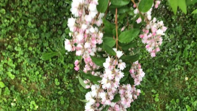 Deutzia scabra 'Plena' Les perles parfumées le citron au parfum de miel. смотреть онлайн