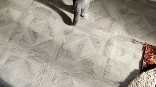 ВЛОГ 🇷🇺 / Печеньковый монстр 🍪 / Cookie Monster / Игры с котом #cookiemonster #москва #аринаайрен