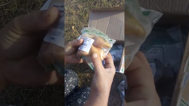 Посылка из Беккер. Распечатываю при вас. Тюльпаны, крокусы, анемоны и фрезия мне в подарок! смотреть онлайн
