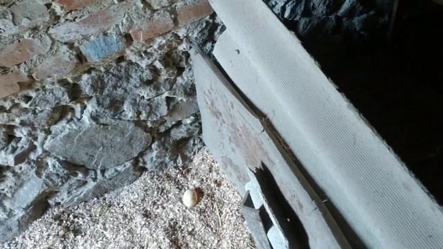 Белые индоутки смотреть онлайн