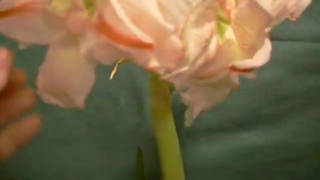 Aphrodite Amaryllis Bulb in Bloom смотреть онлайн