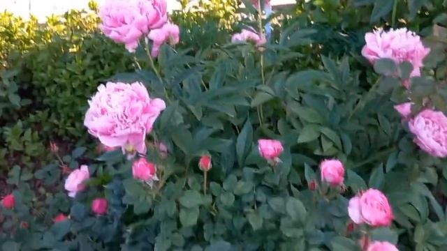 Видео с запахом! Пионы в саду! смотреть онлайн