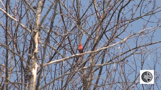 Chant du Cardinal rouge/Song of the Northern Cardinal смотреть онлайн