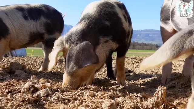 Как говорят животные?! Часть 1 смотреть онлайн