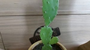 Плоский кактус!