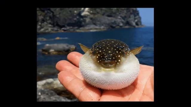 Рыба фугу признана самым опасным деликатесом в мире смотреть онлайн