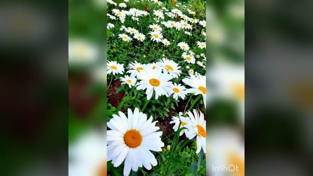 Ромашки смотреть онлайн