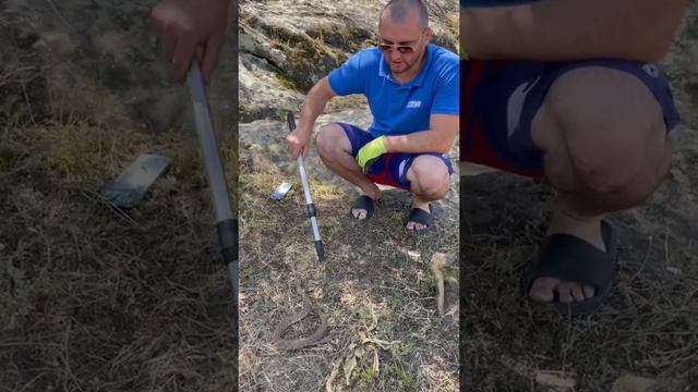 Самая опасная змея Гюрза(одна из самых опасных змей ни только в России) смотреть онлайн
