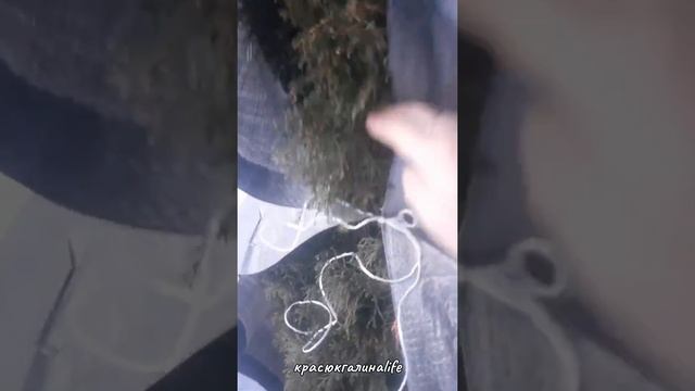 #shorts Нарядили туи  в весенние плащи.Уход за туями в марте.#shorts