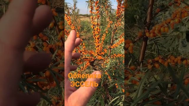 СтройХакер