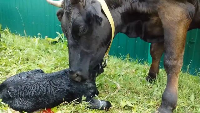 Наша тёлочка (нетель) Юнька стала мамой (коровой) смотреть онлайн