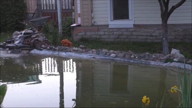 канал Саша Торопов Едем за Ирисом ( Болотный) смотреть онлайн