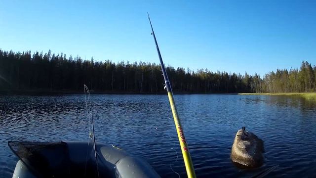 Рыбалка с ночевкой на таежной ламбине. Спинниг, самоловки, удочка. смотреть онлайн