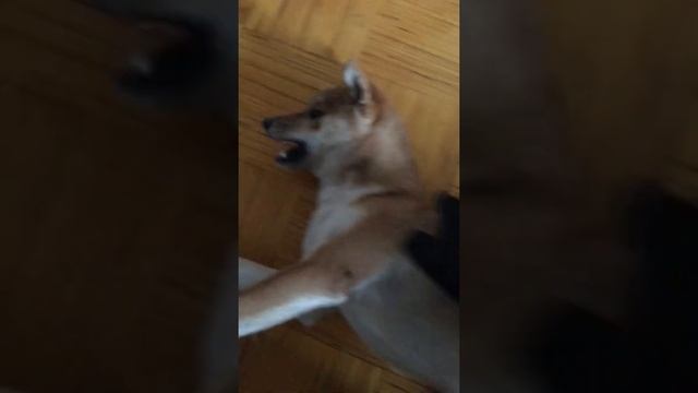 Shiba inu. Сиба ину Васаби. смотреть онлайн