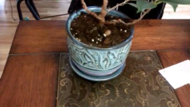 Bonsaï Ficus Retusa
